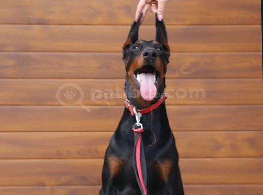 Show Kalite Doberman Yavrular
