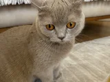 British Shorthair Ücretsiz Kedi