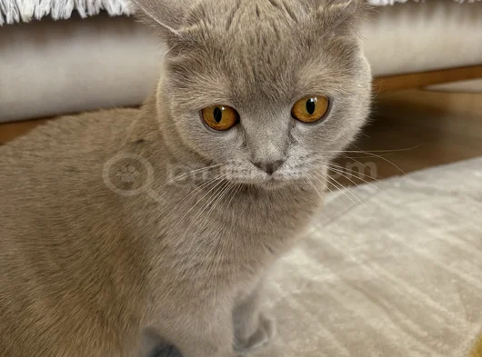 British Shorthair Ücretsiz Kedi görsel