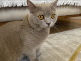 British Shorthair Ücretsiz Kedi