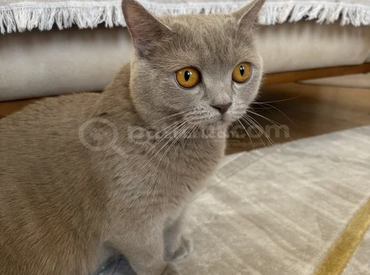 British Shorthair Ücretsiz Kedi görsel