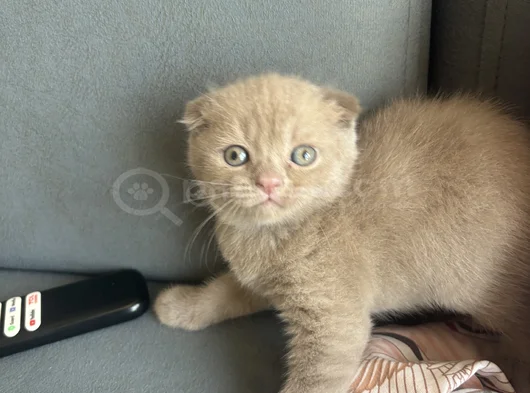 Özenle Bakılmış Yavru Kedi  Sadece Sorumluluk Alabilecekler görsel