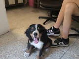 3 Aylık Erkek Orjinal Bernese Yavrusu Pet Eğitimli
