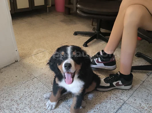 3 Aylık Erkek Orjinal Bernese Yavrusu Pet Eğitimli görsel
