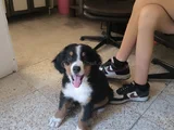 3 Aylık Erkek Orjinal Bernese Yavrusu Pet Eğitimli