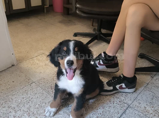 3 Aylık Erkek Orjinal Bernese Yavrusu Pet Eğitimli