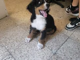 3 Aylık Erkek Orjinal Bernese Yavrusu Pet Eğitimli