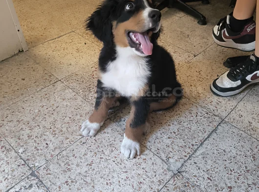 3 Aylık Erkek Orjinal Bernese Yavrusu Pet Eğitimli görsel