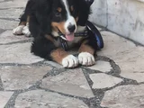 3 Aylık Erkek Orjinal Bernese Yavrusu Pet Eğitimli