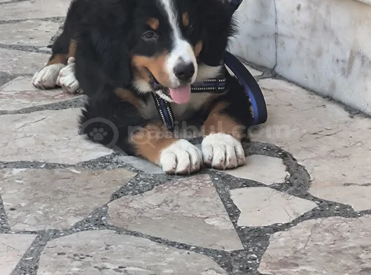3 Aylık Erkek Orjinal Bernese Yavrusu Pet Eğitimli görsel
