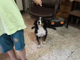 3 Aylık Erkek Orjinal Bernese Yavrusu Pet Eğitimli