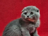 Koca Kafali Scotti̇sh Fold Di̇şi̇ Yavru
