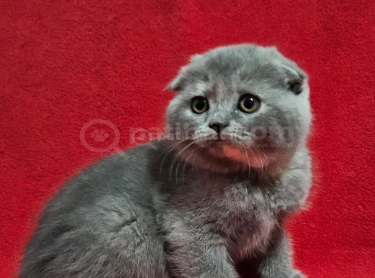 Koca Kafali Scotti̇sh Fold Di̇şi̇ Yavru görsel
