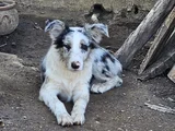 4 Aylık Border Collie Blue Merle