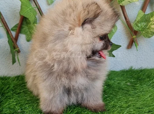 A Kalite Iki Aylık Yavrumuz görsel