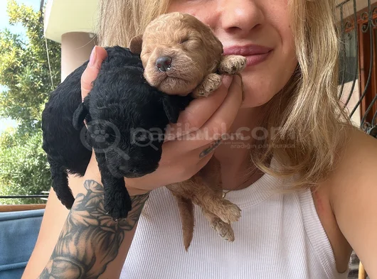 Renk Renk Poodle Yavrular