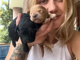 Renk Renk Poodle Yavrular