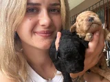 Renk Renk Poodle Yavrular
