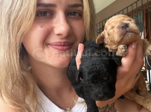 Renk Renk Poodle Yavrular görsel