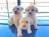 Teacup Maltese Terrier Bebekler