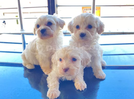 Teacup Maltese Terrier Bebekler görsel