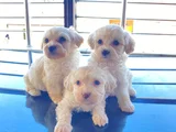 Teacup Maltese Terrier Bebekler