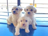 teacup maltese terrier bebekler