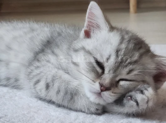 Kucak Delisi British Shorthair Erkek Kedi görsel
