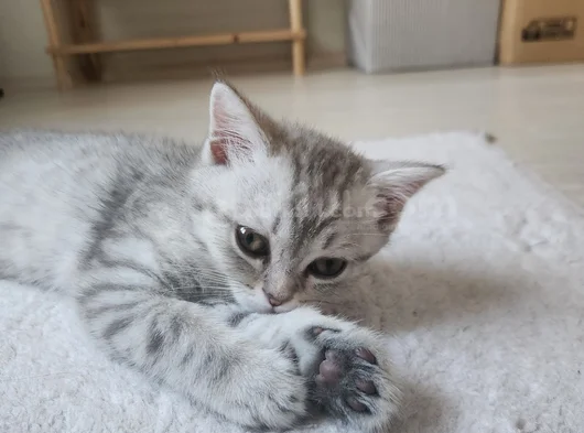 Kucak Delisi British Shorthair Erkek Kedi görsel
