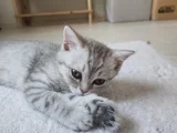Kucak Delisi British Shorthair Erkek Kedi