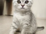 Kucak Delisi British Shorthair Erkek Kedi