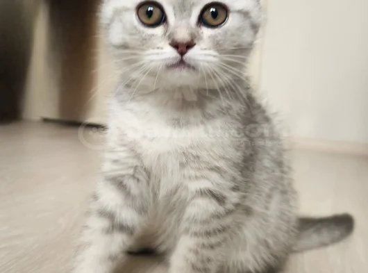 Kucak Delisi British Shorthair Erkek Kedi görsel
