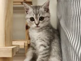 Kucak Delisi British Shorthair Erkek Kedi