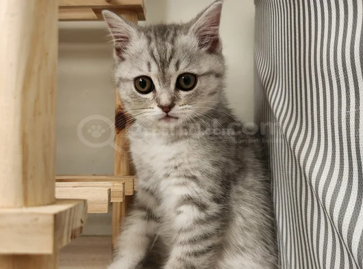 Kucak Delisi British Shorthair Erkek Kedi görsel