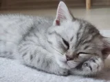 Kucak Delisi British Shorthair Erkek Kedi