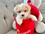 A kalite maltipoo yavrularımız