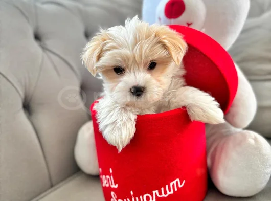 A Kalite Maltipoo Yavrularımız