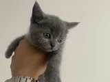 Gri̇ Top Kafa Ayi Surat Abartilmamiş Bebekler