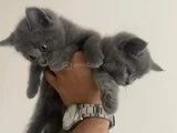 Gri̇ Top Kafa Ayi Surat Abartilmamiş Bebekler