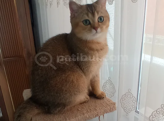 Scottish Straight görsel