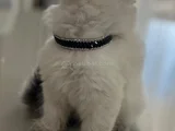 Yakışıklı Kardeşler