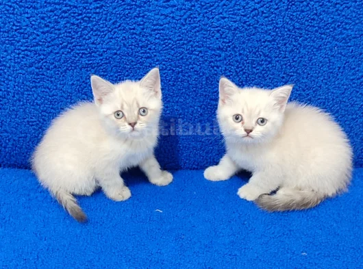 Kaçmaz Mavi̇ Boncuklar Tesli̇me Hazirdir görsel