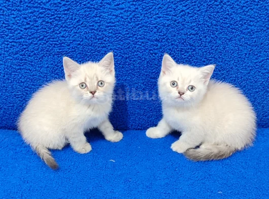 Kaçmaz Mavi̇ Boncuklar Tesli̇me Hazirdir görsel