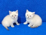Kaçmaz Mavi̇ Boncuklar Tesli̇me Hazirdir