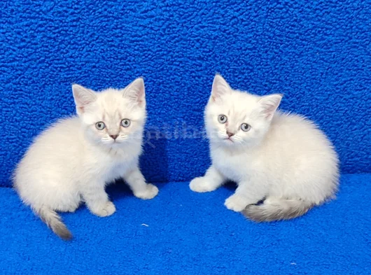 Kaçmaz Mavi̇ Boncuklar Tesli̇me Hazirdir görsel