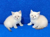 KAÇMAZ MAVİ BONCUKLAR TESLİME HAZIRDIR