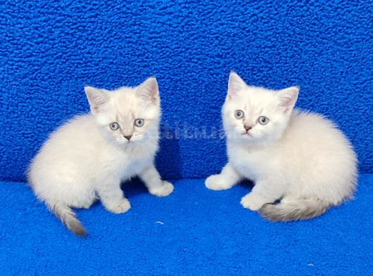 Kaçmaz Mavi̇ Boncuklar Tesli̇me Hazirdir