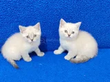Kaçmaz Mavi̇ Boncuklar Tesli̇me Hazirdir