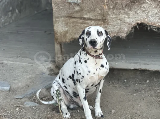 Dalmaçyalı Yavrularımız görsel