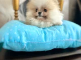 MİKRO EN KÜÇÜK POMERANİAN BOO